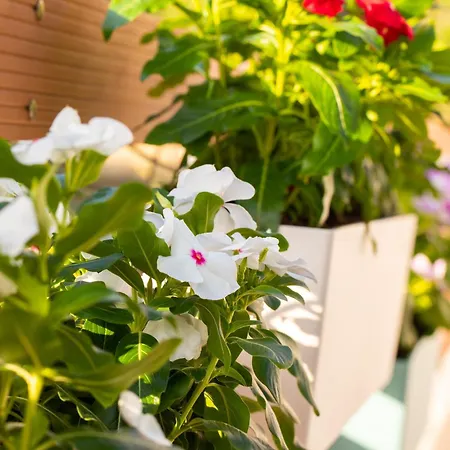 Blu Fiore 別荘 アリカナス