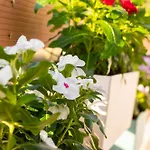 Blu Fiore 度假居 阿利卡纳斯